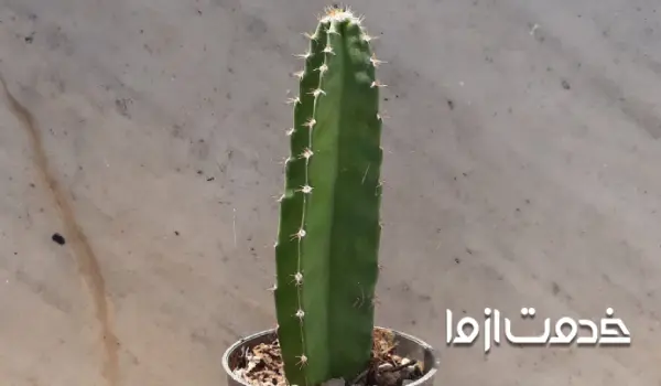 کاکتوس سرئوس یک کاکتوس ستونی